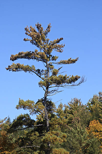 Photo of lone pine tree on the horizon