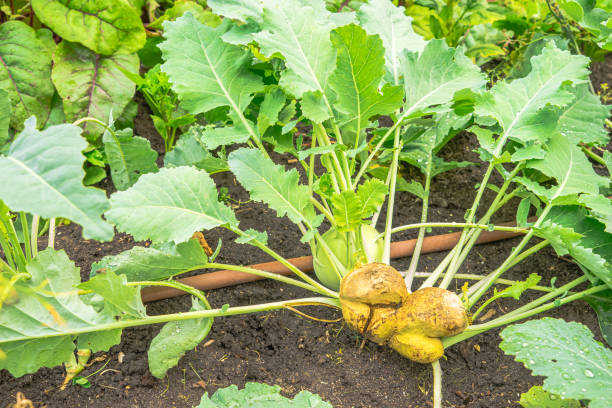Mixed vegetable garden with damaged Kohlrabi head splitted  and rain water drops on plant steams and leaves Mixed vegetable garden with damaged Kohlrabi head splitted  and rain water drops on plant steams and leaves misshaped stock pictures, royalty-free photos & images
