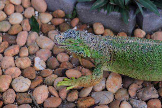 istock Various Iguanas found in Cozumel Mexico 1472666811
