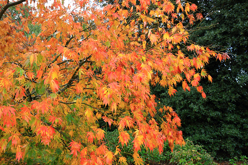 Green Asian Maple leaves