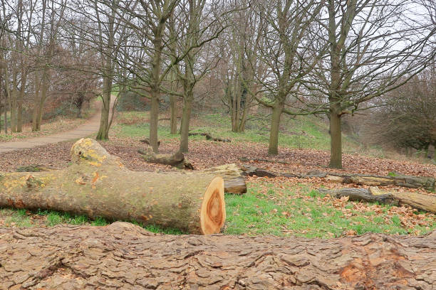 istock Fallen trees in a woodland landscape 1472668179
