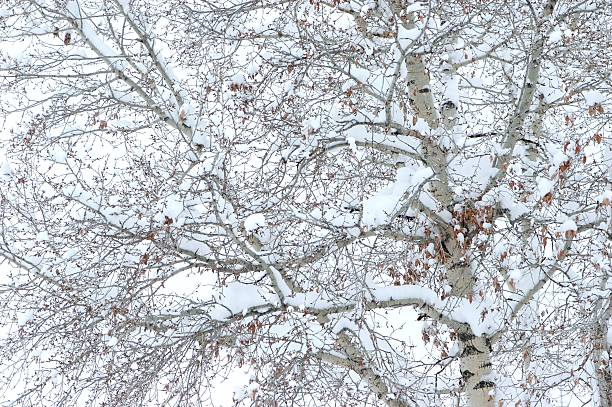 Winter Trees stock photo