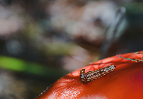 A caterpillar crawls on the surface of a red mushroom close-up. Above there is a place to insert an inscription. The background is blurred