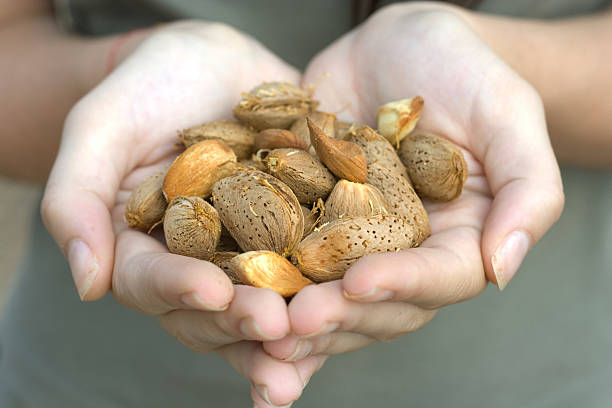 istock almond in the hands 147266991
