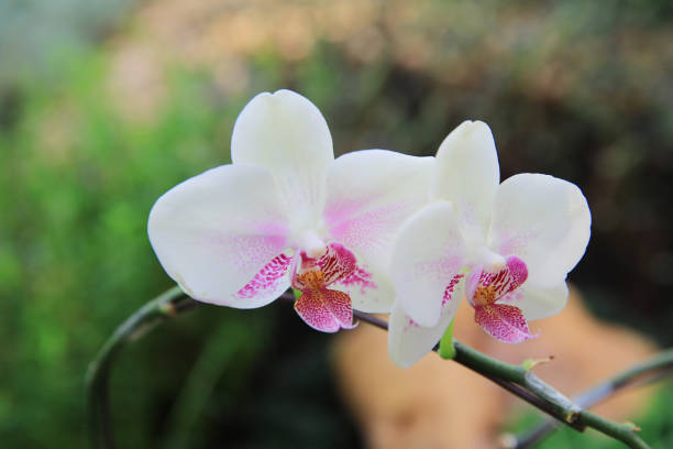 a White orchid phalaenopsis flower, isolated