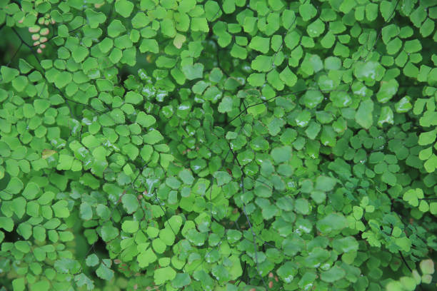 istock Green leaves background, the nature concept image 1472672372