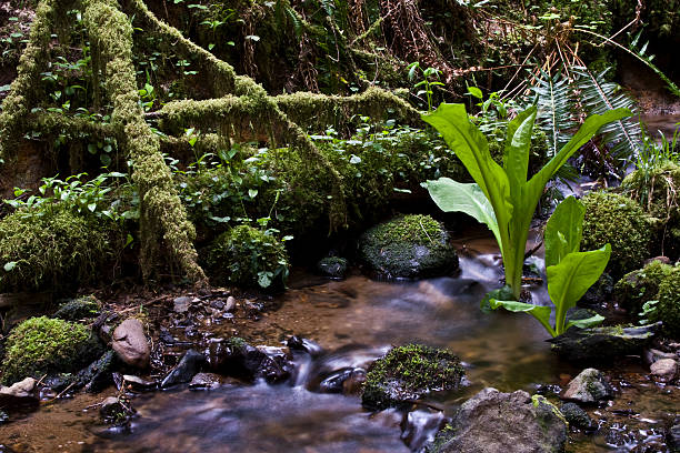 Forest Scene stock photo