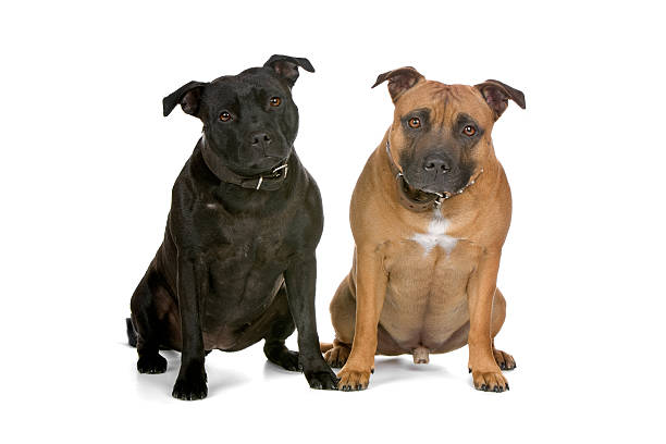 istock Staffordshire Bull Terrier dogs 147267250