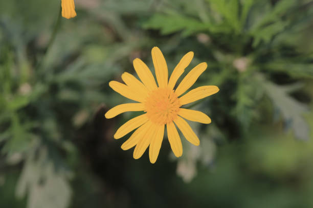 istock a daisy flowers that brighten the park. 1472672508