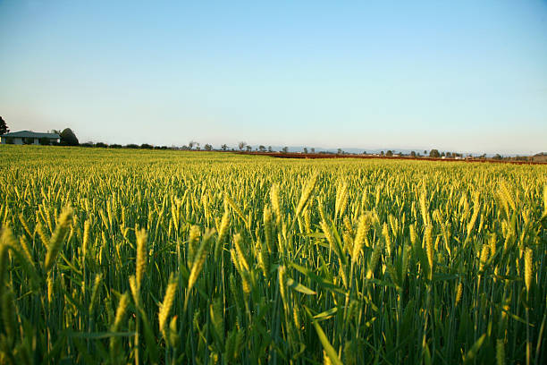 campo de cebada - barley grass fotos fotografías e imágenes de stock