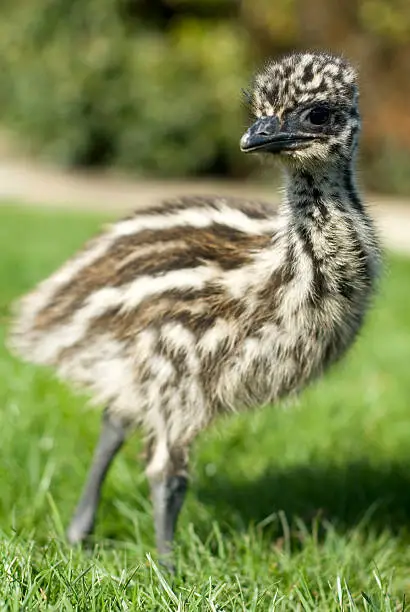 young emu