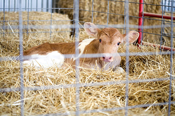 istock Newborn calf lying in hay 147267720