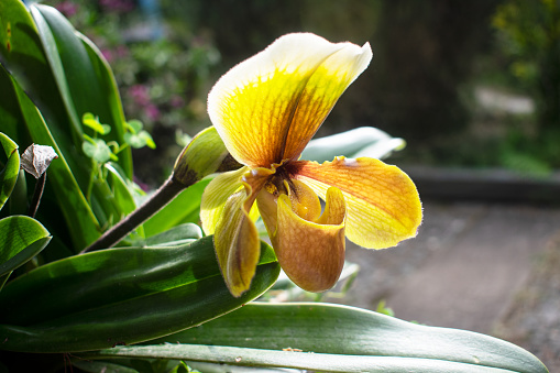 Beautiful and exotic tropical Paphiopedilum orchid blooming and growing in the garden under sunlight at sunset