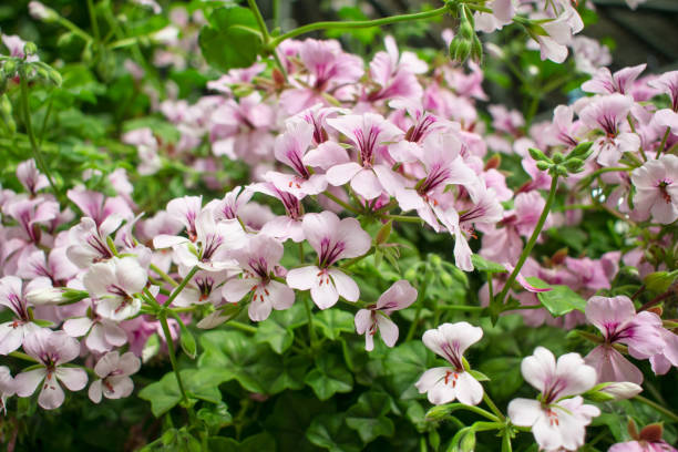 istock beautiful small pink flowers 1472677611