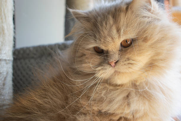istock beautiful persian cat with brown eyes 1472678506