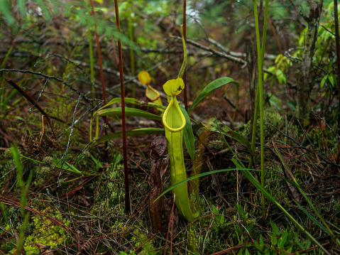 Nepenthes smilesii, a hybrid of Nepenthes mirabilis, green among the plants. in a rich forest area Found at an altitude of 2001500 m above sea level. at Phu Kradueng National Park