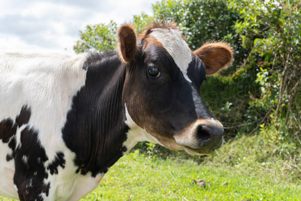 istock cow looking straight ahead 1472678550