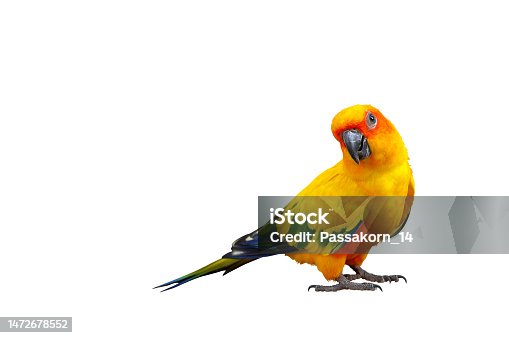 istock Parrot 1472678552