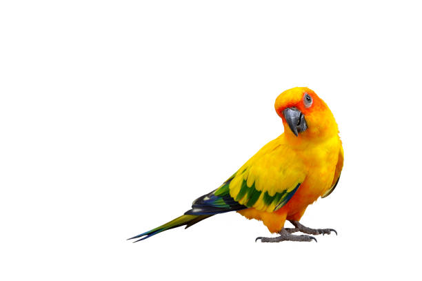 Parrot Colorful Sun conure parrot isolated on white background. Clipping path green parakeet stock pictures, royalty-free photos & images