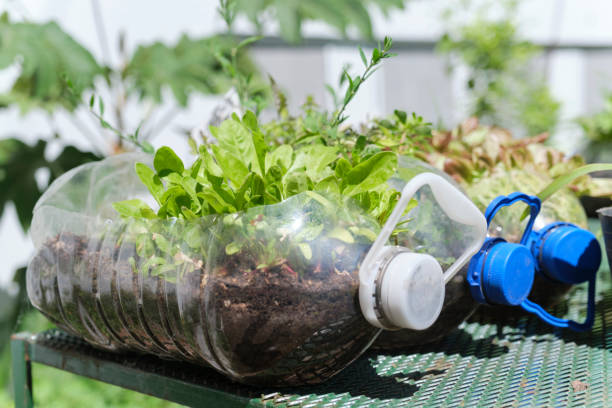 재사용 된 플라스틱 병, 도시 채소밭, 건강 식품에 녹색 식물 - vegetable garden organic gardening vegetable 뉴스 사진 이미지