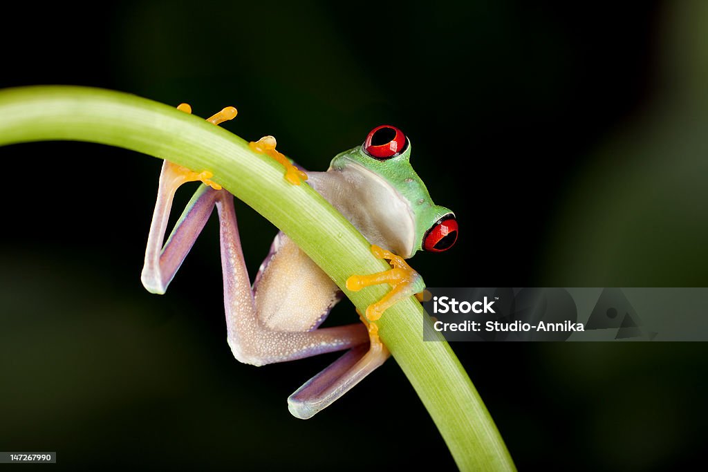 Sapo em liane - Foto de stock de Anfíbio royalty-free