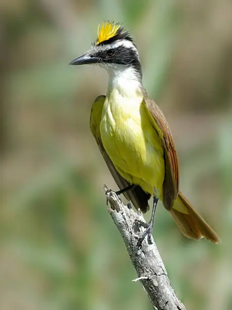 Greater Kiskadee Flycatcher displaying bright yellow crown