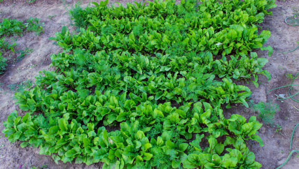 庭のベッド。セレクティブフォーカス - vegetable garden vegetable high angle view weeding ストックフォトと画像