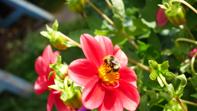 Beautiful bumblebee taking pollen on red Annual Dahlia flower