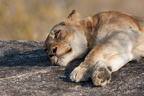 Lazy Lion stock photo