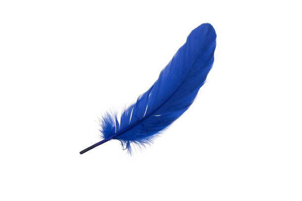 istock blue feather with some loose hairs 1472684636