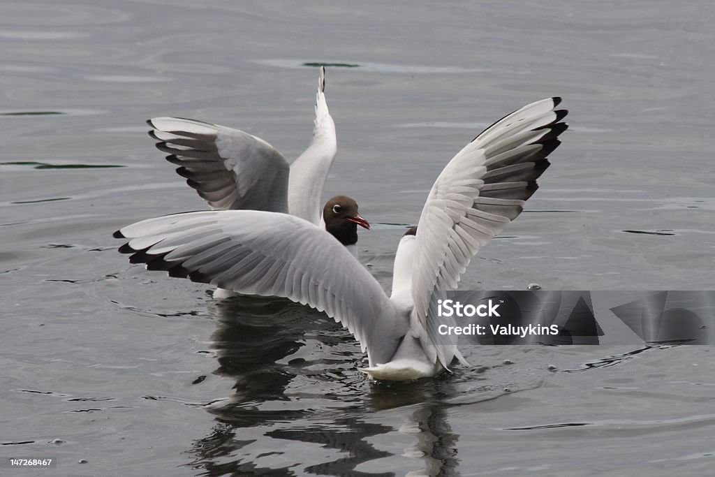 Gulls, nadar em água - Royalty-free Acima Foto de stock