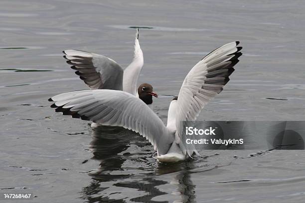 Gulls Nadar Em Água - Fotografias de stock e mais imagens de Acima - Acima, Agilidade, Agressão