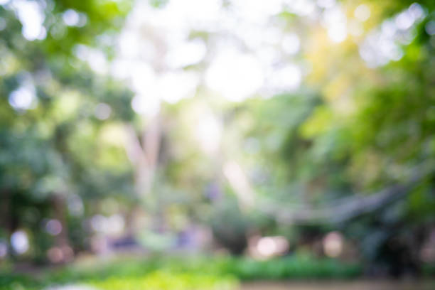 istock Abstract blurred green tree forest nature foliage background 1472685159