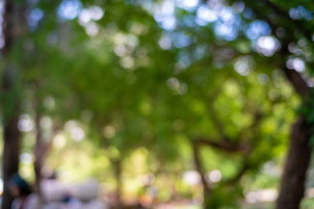 Abstract blurred green tree forest nature foliage background