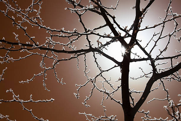 Noite de inverno - foto de acervo