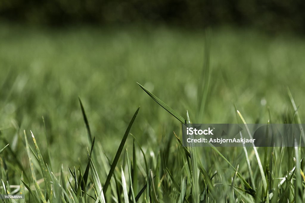 Garden Lawn - Through the blades Premium garden lawn shot at grass level Agricultural Field Stock Photo