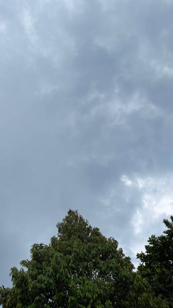 istock view of sky and big tree 1472686570
