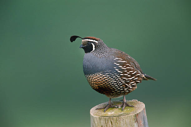 California Quail (Callipepla californica brunnescens)
