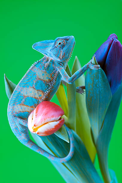 Bella grande Camaleonte - foto stock