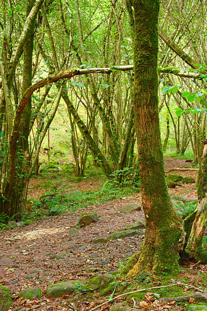 Green forest stock photo