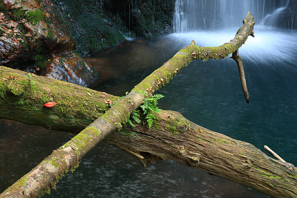 Old tree trunks and waterfall stock photo