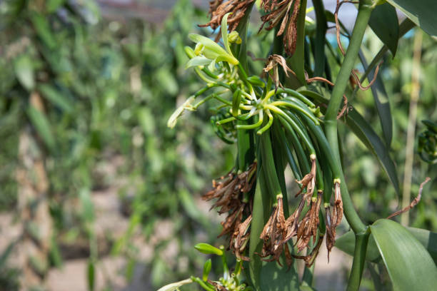 die junge vanilleschote nach der bestäubung - vanilla spice pod isolated stock-fotos und bilder