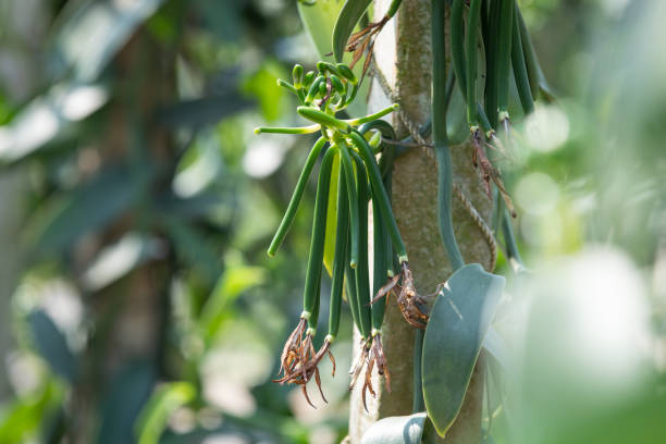 die junge vanilleschote nach der bestäubung - vanilla spice pod isolated stock-fotos und bilder