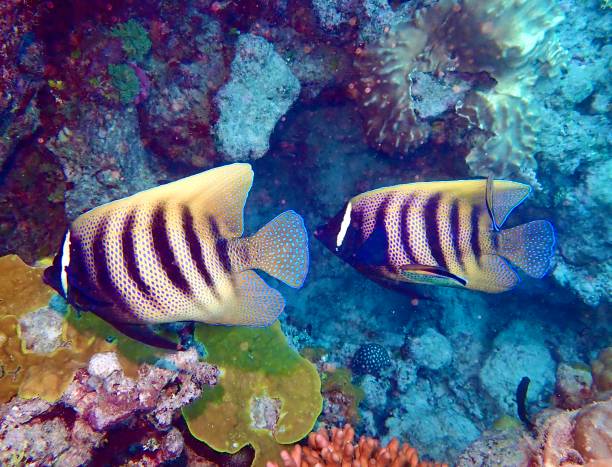 istock Sixband angelfish on coral reef 1472690768