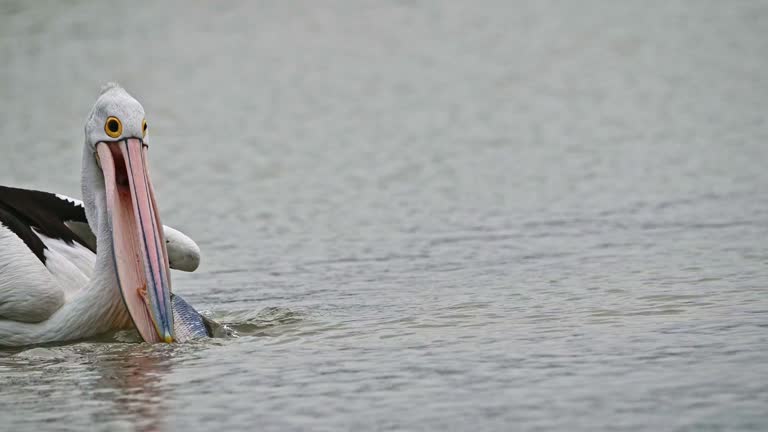 Australian Pelican (Pelecanus conspicillatus)