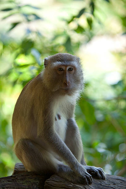 Monkey. stock photo