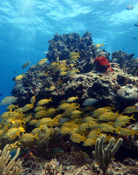 istock School of snapper fish on coral reef 1472691801