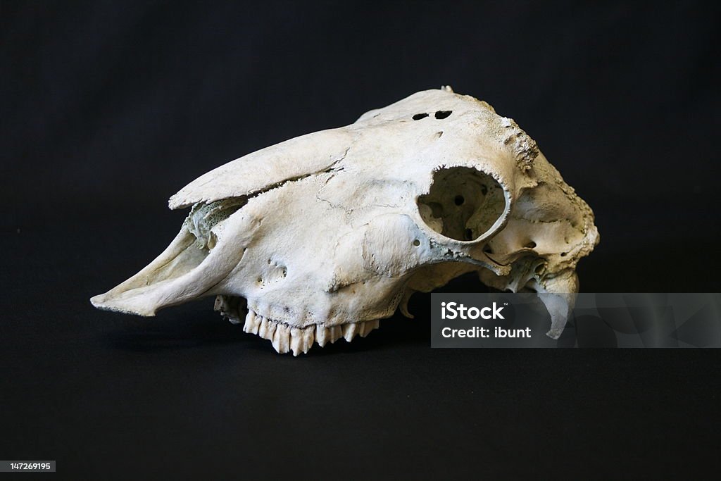 Animal Skull Stock Photo - Download Image Now - Animal Body Part, Animal  Bone, Animal Head - iStock