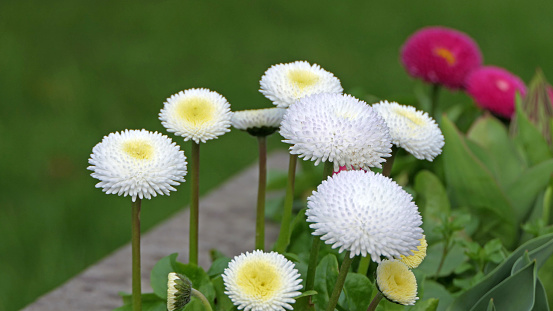 Beautiful Bellis perennis the daisy a common European species of the Asteraceae family