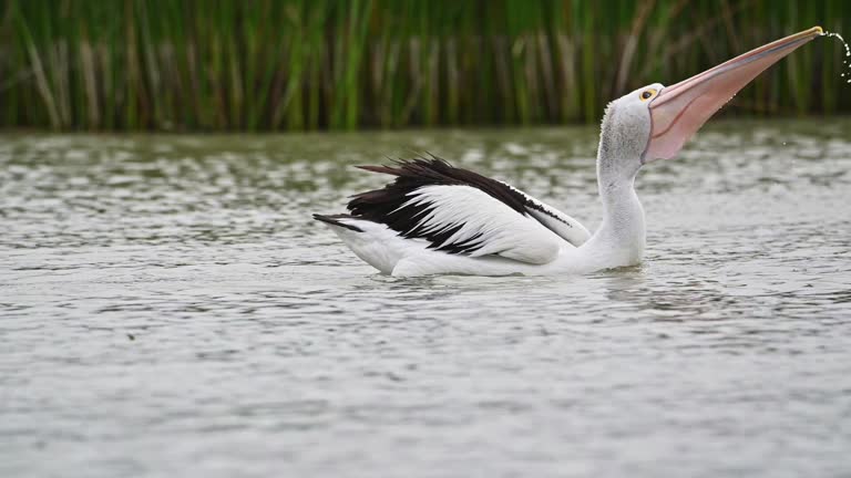 Australian Pelican (Pelecanus conspicillatus)